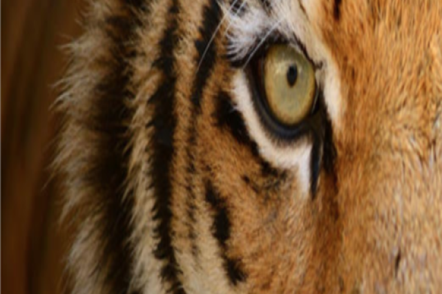 Panthera